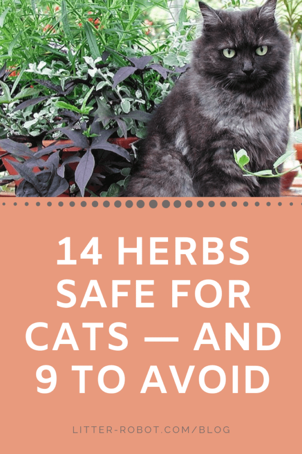 black cat with 14 herbs safe for cats and 9 to avoid