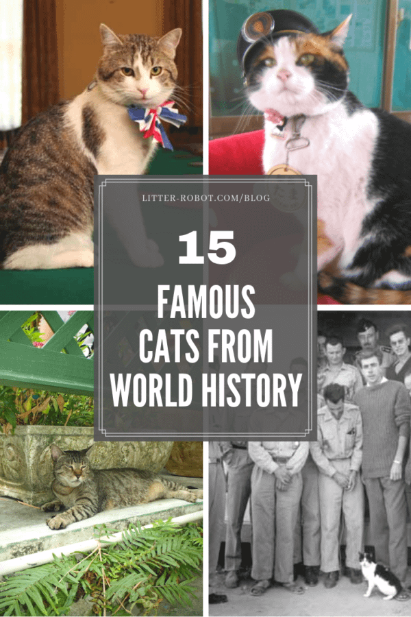 15 famous cats from world history