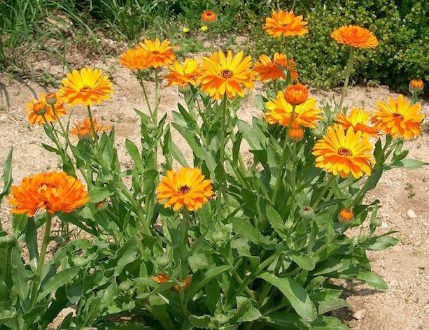 calendula plant - herbs safe for cats