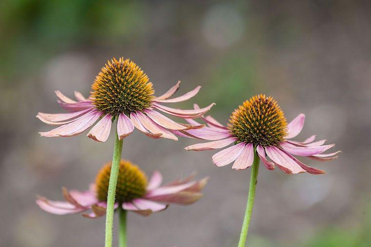 echinacea plant - herbs safe for cats