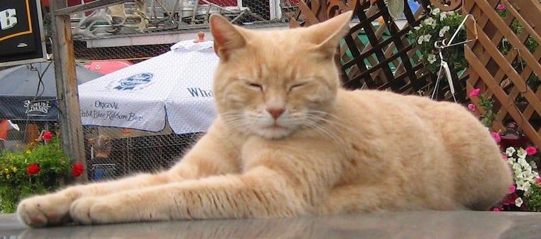 famous cats orange tabby cat mayor Stubbs of Alaska
