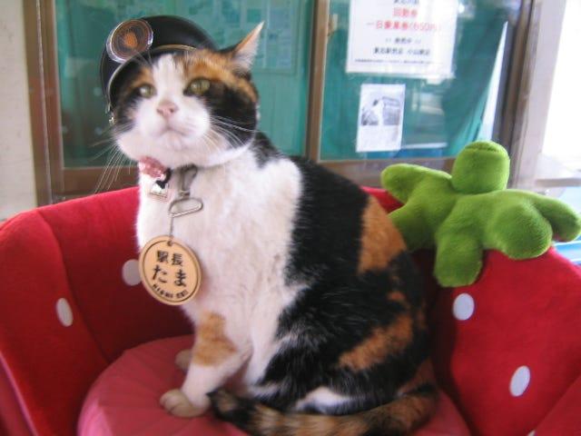 famous cats Tama calico female station master