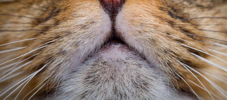 How To Treat Cat Acne