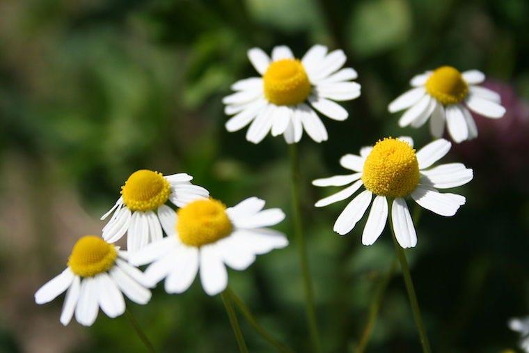 German chamomile plant