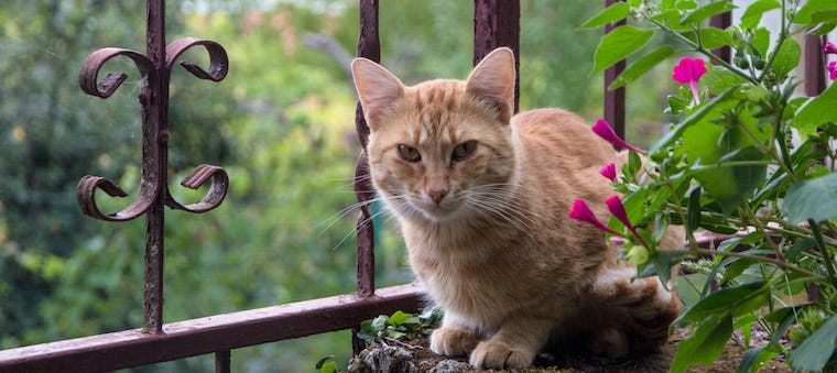 How To Keep Cats Out Of Your Garden