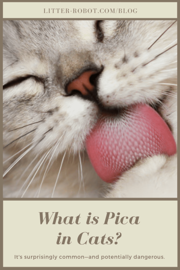 what is pica in cats? cat tongue licking a paw