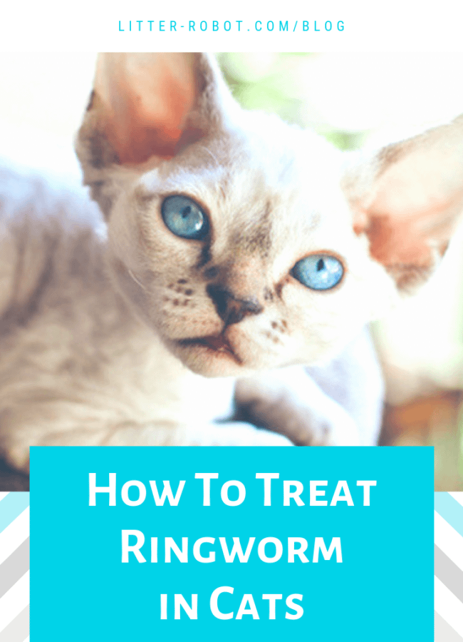 Cat ringworm treatment over the counter hotsell