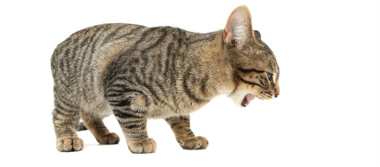 Tabby cat about to cough up a hairball