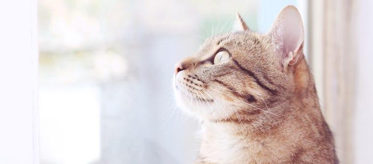 Is Holistic Pet Care Right For Your Cat?