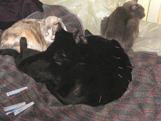 a black cat receives acupuncture - holistic pet care