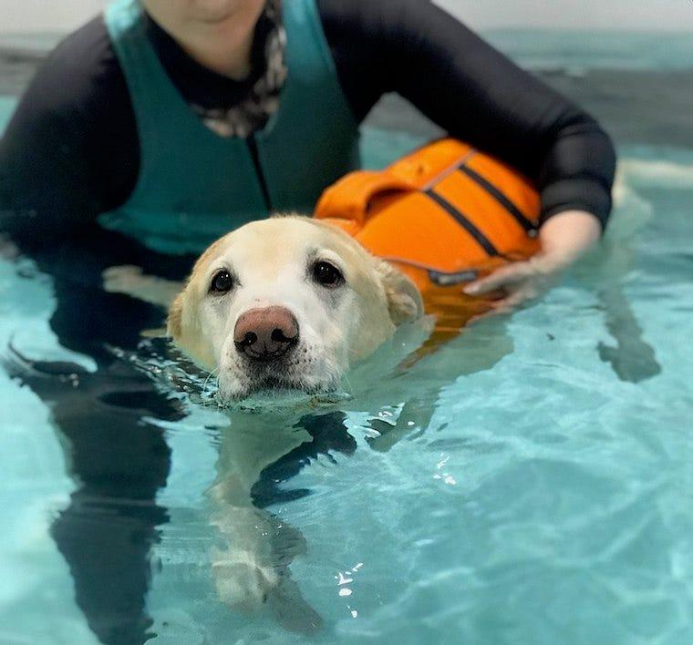 a golden retriever receives canine hydrotherapy - holistic pet care