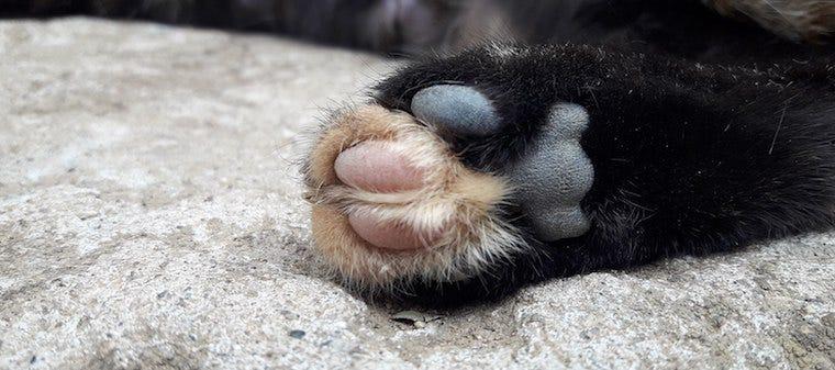 Cat Toe Beans 7 Fascinating Facts About Toe Beans