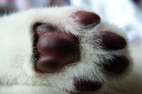 Cat Toe Beans 7 Fascinating Facts About Toe Beans