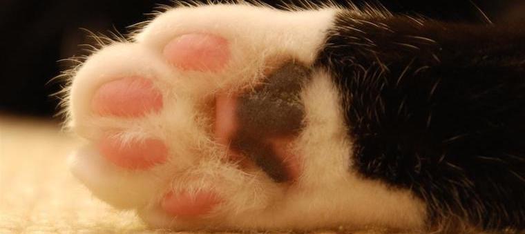 Cat Toe Beans 7 Fascinating Facts About Toe Beans