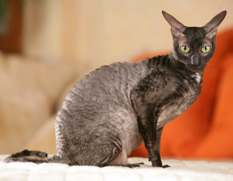Cornish Rex barn cat