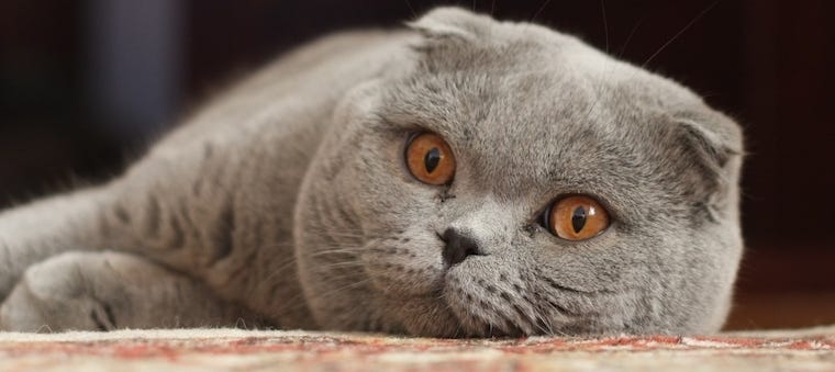 Barn Cat: 5 Breeds That Started On The Farm