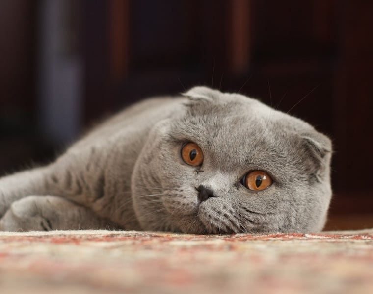 Scottish Fold barn cat