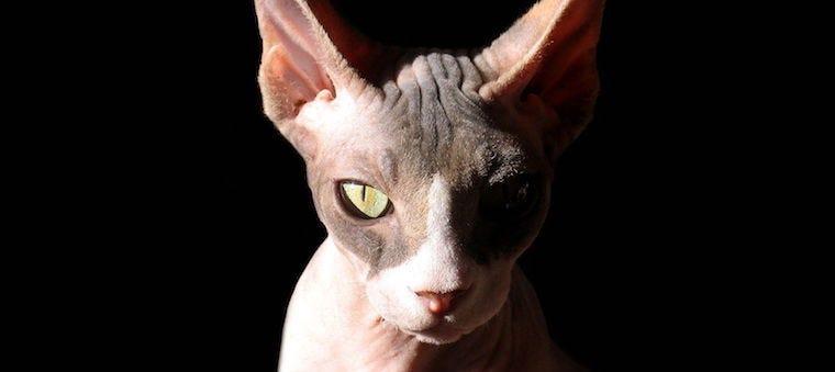 how much is a sphynx cat