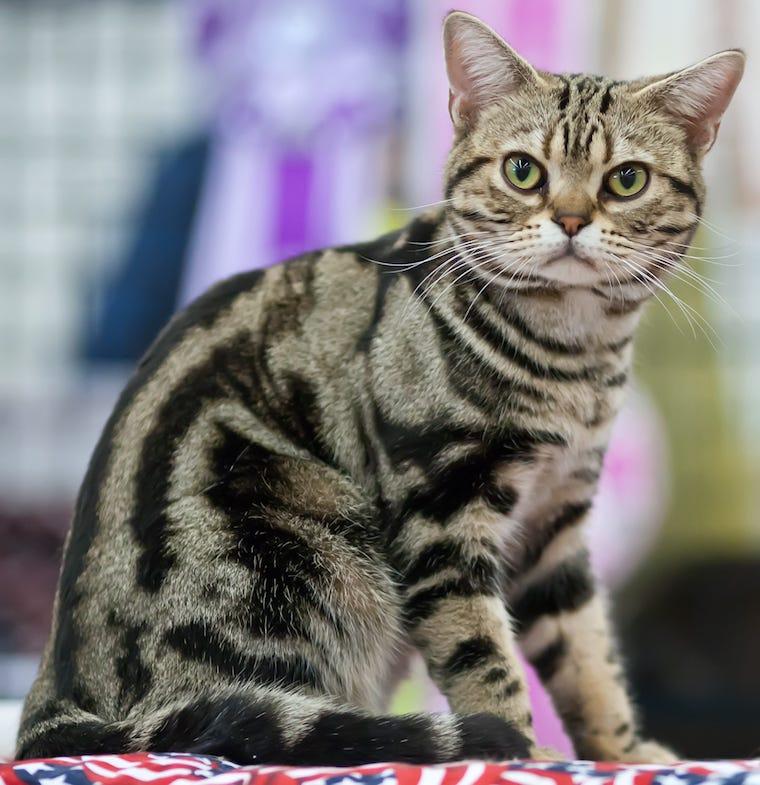 American Shorthair cat