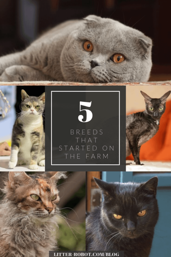 barn cat - 5 cat breeds that started on the farm