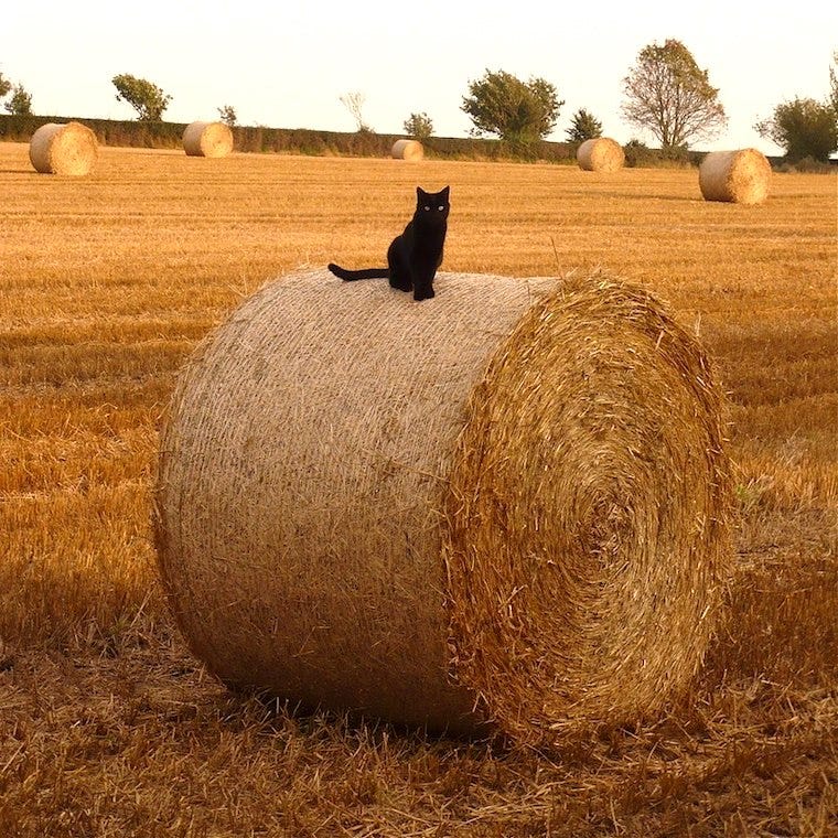 Black barn cat sitting on a bale of hay on the farm