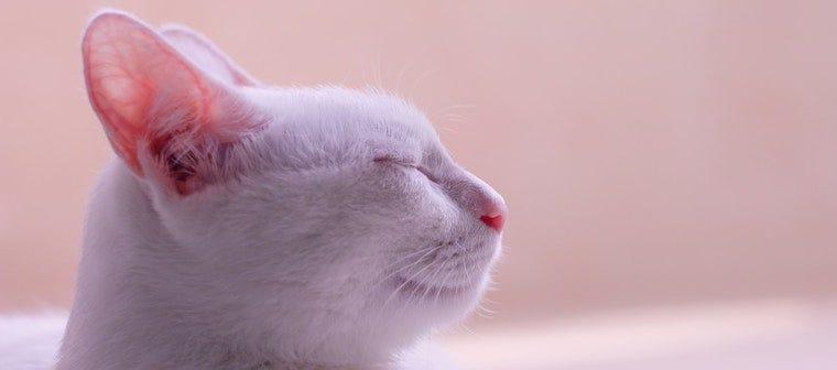 white cat with eyes closed