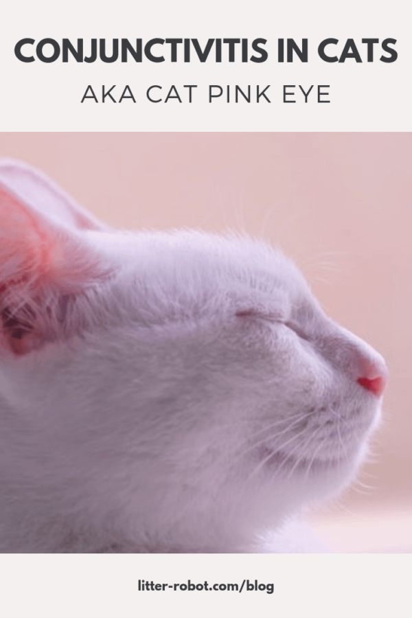 white cat squinting - conjunctivitis in cats