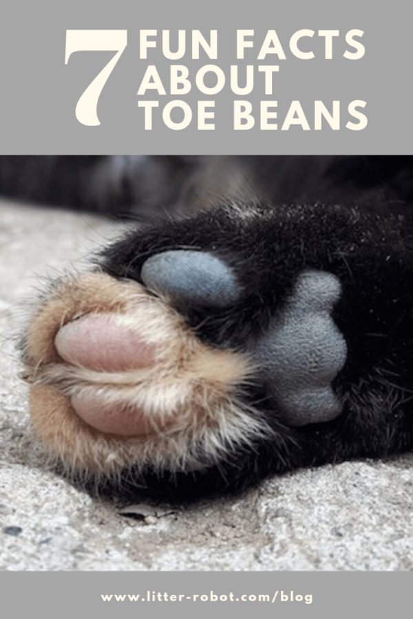 Grey and pink cat toe beans with black fur - 7 fun facts