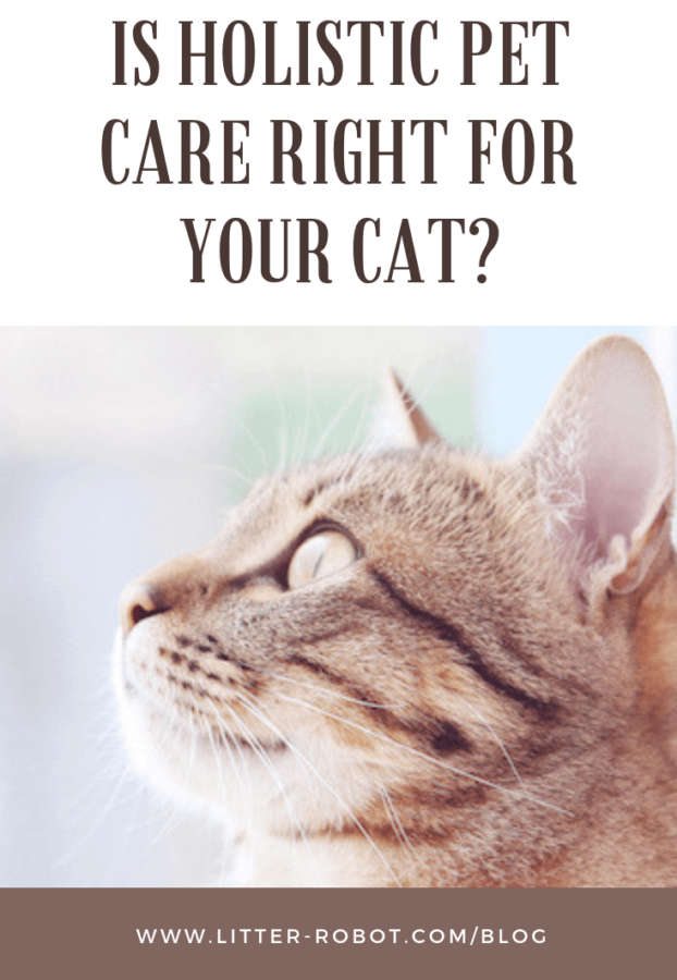 tabby cat gazing upward - holistic pet care