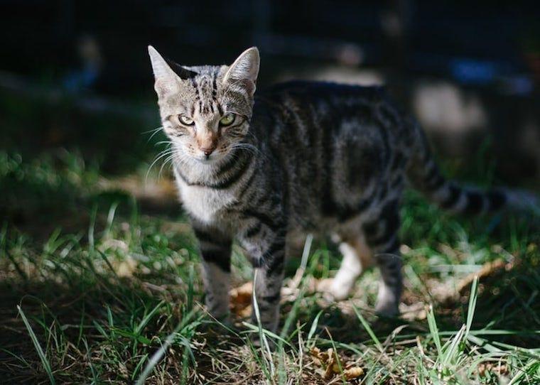 American Shorthair cat outside