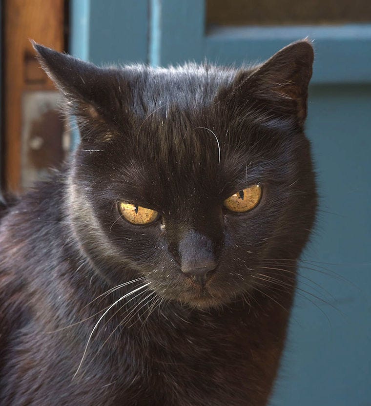 York Chocolate barn cat