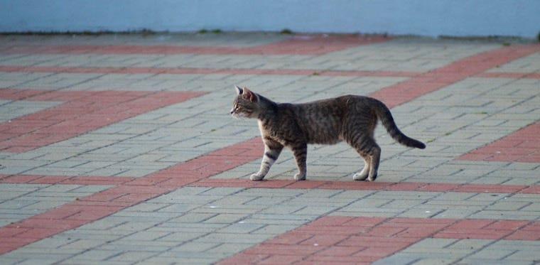 Primordial Pouch Why Your Cat Has A Belly Flap