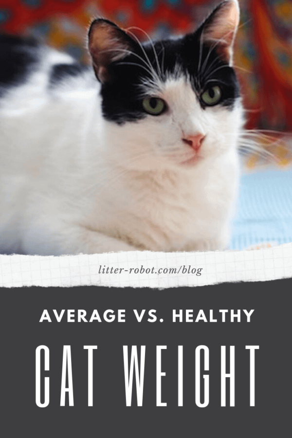 Black and white cat sitting; average cat weight vs. healthy cat weight