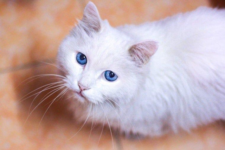 Blue eyed fashion cats deaf