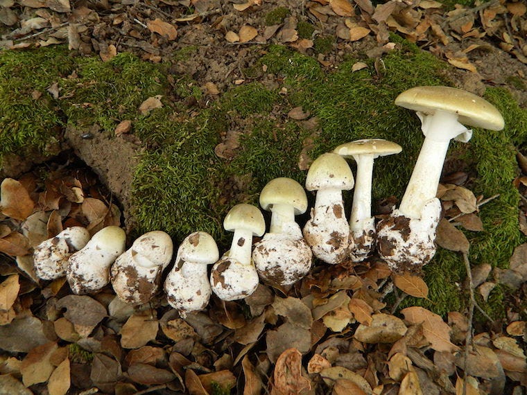 death cap mushrooms