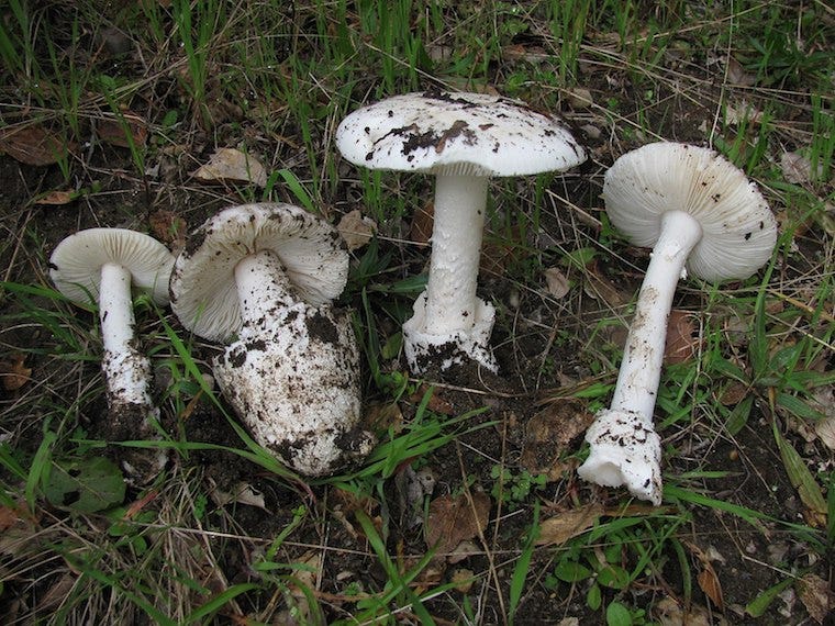 destroying angel mushrooms