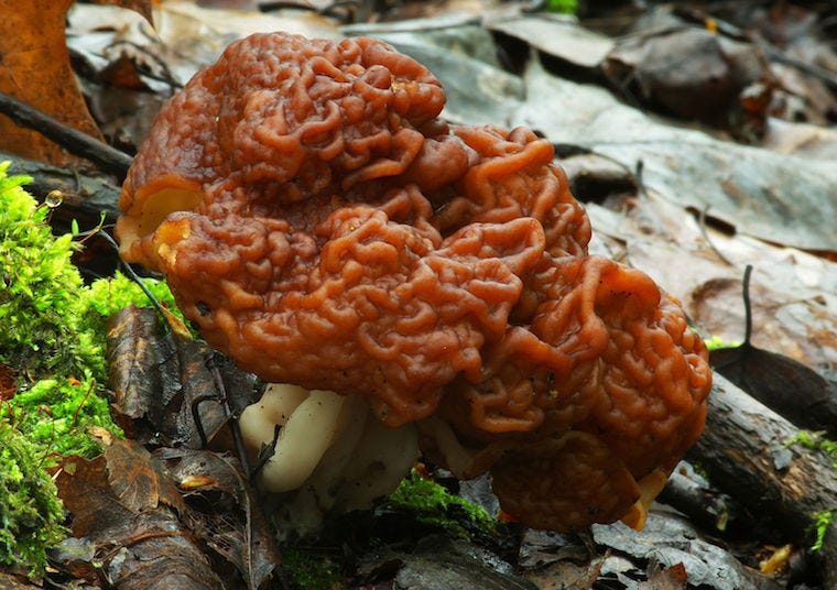 false morel mushrooms