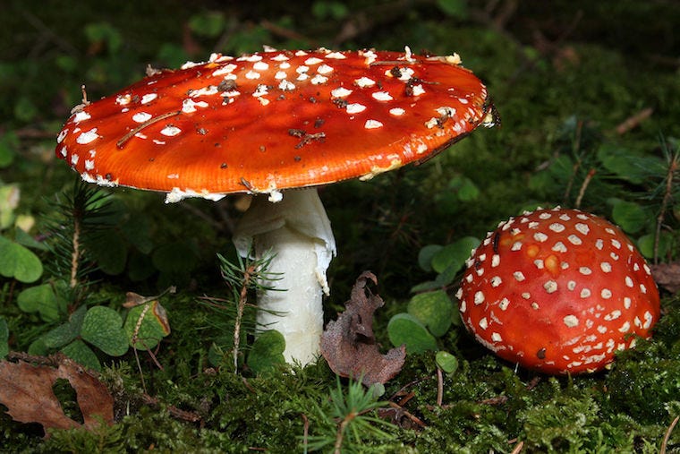 fly agaric mushrooms