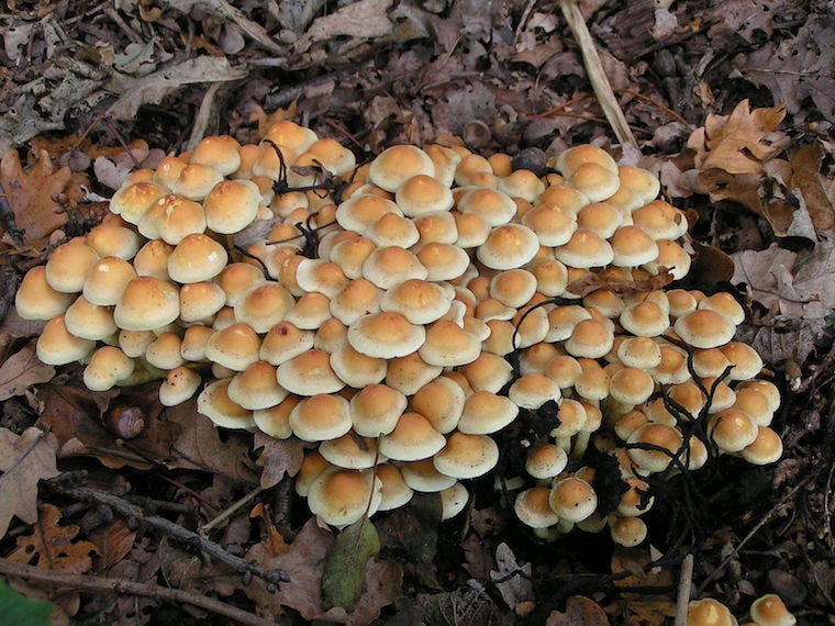 sulfur tuft mushrooms