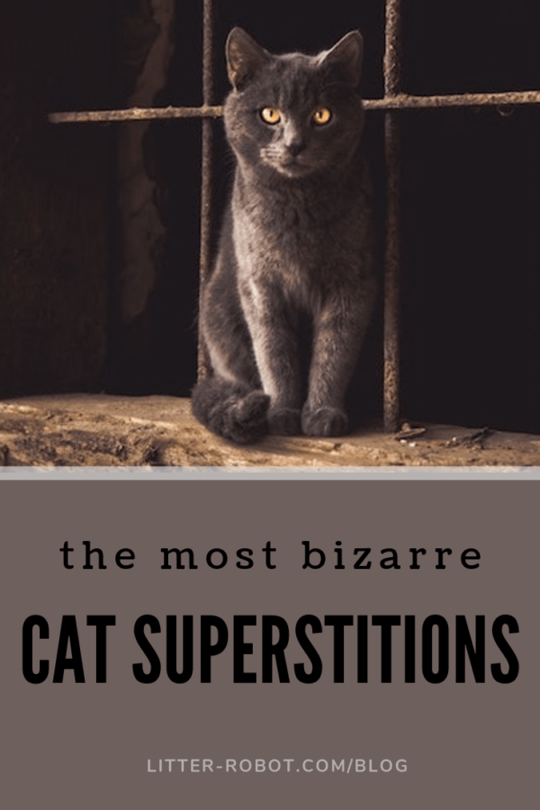 grey cat with yellow eyes sitting on an abandoned ledge; the most bizarre cat superstitions