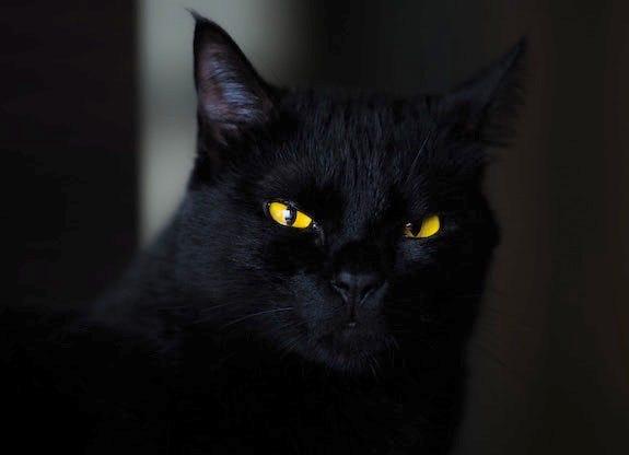 black cat with yellow eyes