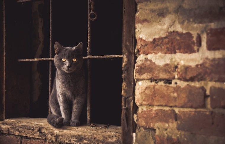 Grey cat with yellow eyes sitting on a brick ledge