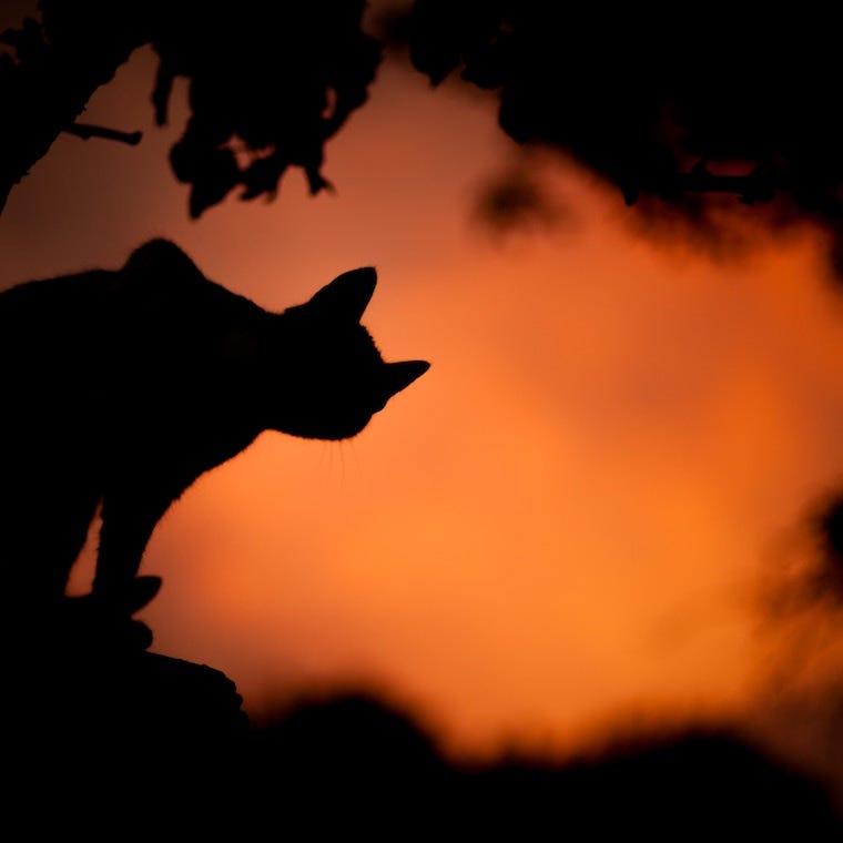 outline of a cat against an orange sky