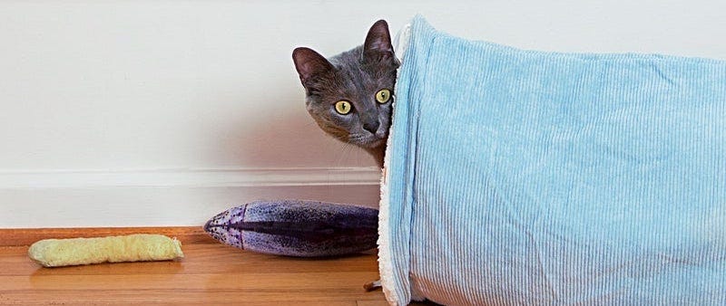 What Are The Best Cat Toys?