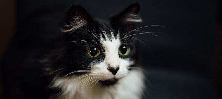 Do Cats Grieve?
