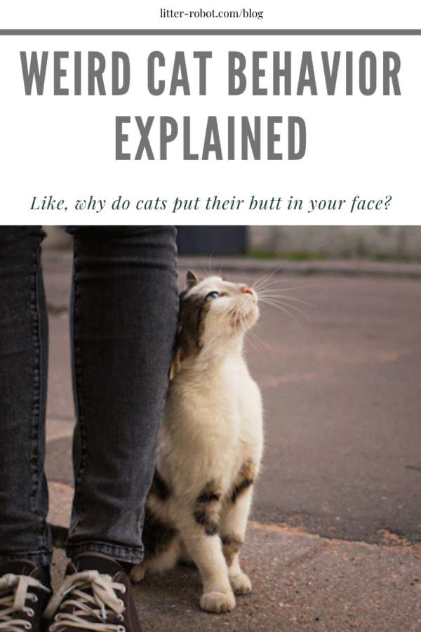 White and brown tabby cat rubbing his head against a person in jeans and converse shoes - weird cat behavior explained