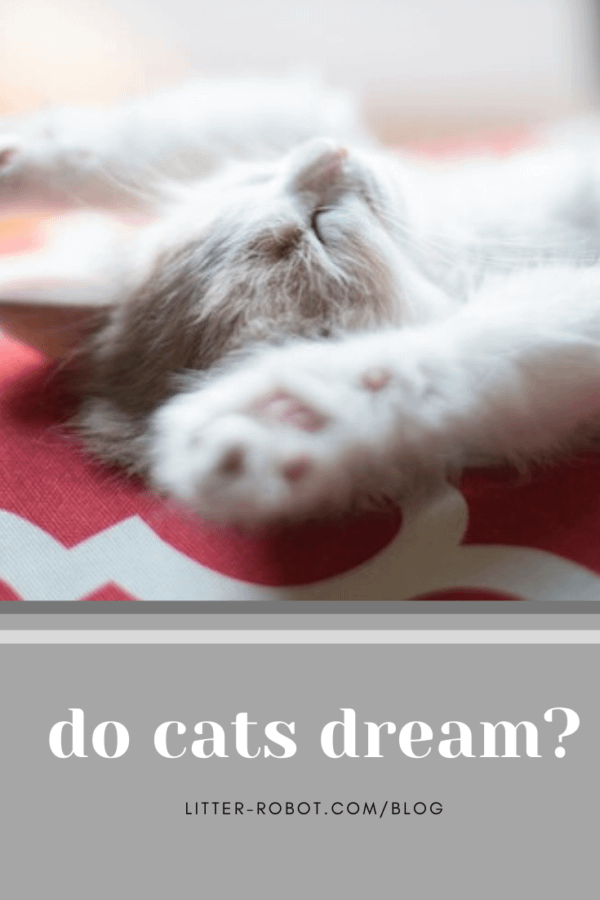 white kitten lying on its back sleeping with paws up; do cats dream?