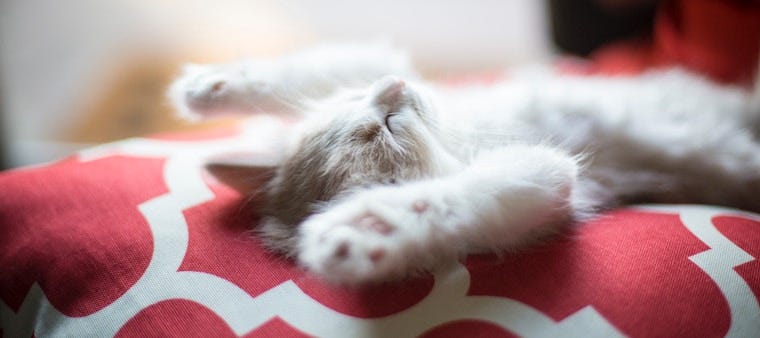 Zzz... Do Cats Dream?