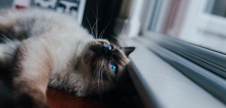 Why You Should Have a Pet Trust