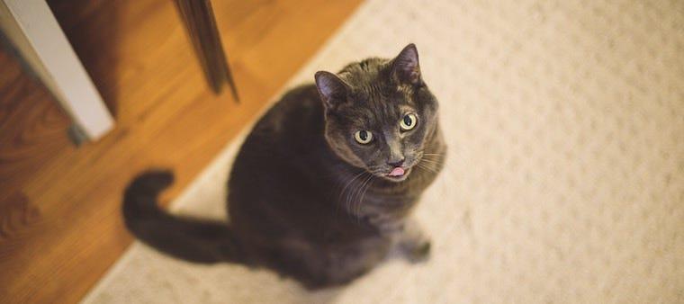 grey cat with tongue sticking out